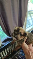 Luey, a male Shih Tzu for sale in Mountain Home, AR – 1 of 1