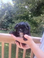 Dash, a male Shih Tzu for sale in Cabot, AR – 3 of 3
