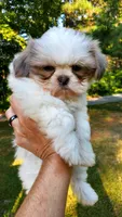 Kolby Imperial, a male Shih Tzu for sale in Mountain Home, AR – Photo 1 of 7