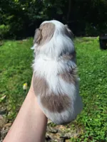 Kolby Imperial, a male Shih Tzu for sale in Mountain Home, AR – Photo 6 of 7