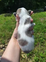 Kolby Imperial, a male Shih Tzu for sale in Mountain Home, AR – Photo 4 of 7