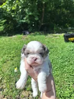 Kolby Imperial, a male Shih Tzu for sale in Mountain Home, AR – Photo 5 of 7