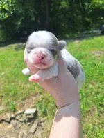 Kolby Imperial, a male Shih Tzu for sale in Mountain Home, AR – Photo 3 of 7