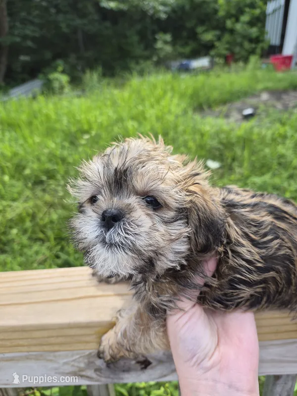Luey – Shih Tzu, Yorkshire Terrier puppy for sale in Mountain Home, AR