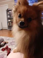 Skag, a male Pomeranian for sale in Mountain Home, AR – Photo 2 of 2