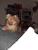 Skag, a male Pomeranian for sale in Mountain Home, AR – Photo 1 of 2