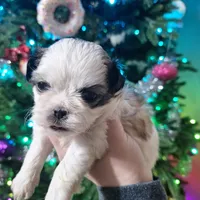 Piper, a female Shih Tzu for sale in Mountain Home, AR – Photo 2 of 3