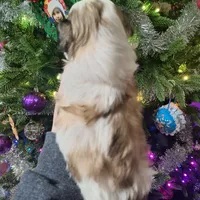 Piper, a female Shih Tzu for sale in Mountain Home, AR – Photo 3 of 3