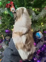 processed/375ec365-2998-4d32-81ec-1399e21bd41e/listing/615c1325-d2e1-49ab-9760-b2895294f3f4/7d206d29-c382-4eb5-919d-af649b4a1580