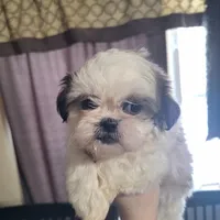 Piper, a female Shih Tzu for sale in Mountain Home, AR – Photo 1 of 3
