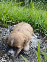 Jackson, a male Shih Tzu for sale in Cabot, AR – 2 of 2