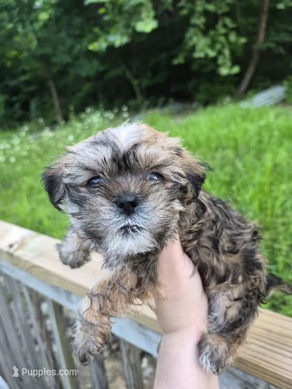 Luey – Shih Tzu puppy for sale in Mountain Home, AR