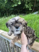 Luey, a male Shih Tzu and Yorkshire Terrier for sale in Mountain Home, AR – 2 of 3