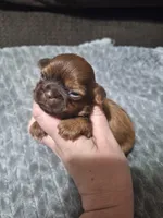 Jill, a female Shih Tzu for sale in Mountain Home, AR – Photo 2 of 5