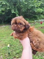 Jill, a female Shih Tzu for sale in Mountain Home, AR – Photo 4 of 5