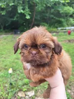 Jill, a female Shih Tzu for sale in Mountain Home, AR – Photo 3 of 5