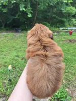 Jill, a female Shih Tzu for sale in Mountain Home, AR – Photo 5 of 5