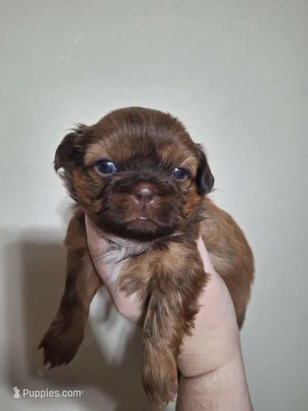Jill, a female Shih Tzu for sale in Mountain Home, AR – Photo 1 of 5