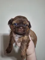 Jill, a female Shih Tzu for sale in Mountain Home, AR – Photo 1 of 5