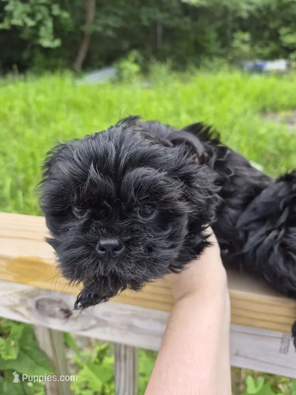 Willa – Shih Tzu puppy for sale in Mountain Home, AR