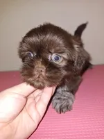 Nidus, a male Shih Tzu for sale in Mountain Home, AR – Photo 4 of 6