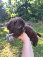 Nidus, a male Shih Tzu for sale in Mountain Home, AR – Photo 5 of 6