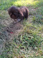 Nidus, a male Shih Tzu for sale in Mountain Home, AR – Photo 6 of 6