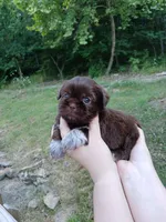 Nidus, a male Shih Tzu for sale in Mountain Home, AR – Photo 2 of 6