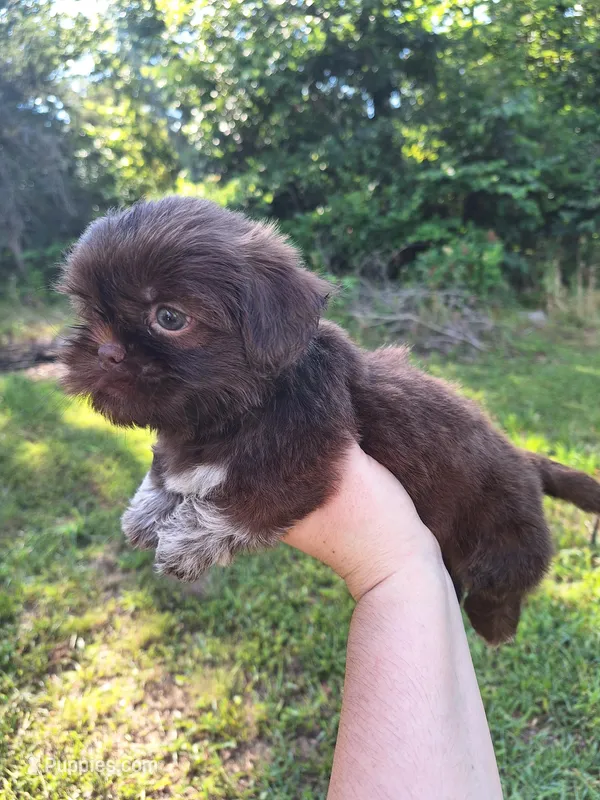 Nidus, a male Shih Tzu for sale in Mountain Home, AR – Photo 1 of 6
