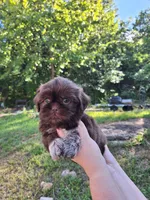 Nidus, a male Shih Tzu for sale in Mountain Home, AR – Photo 3 of 6