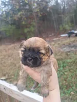 Gabby, a female Shih Tzu for sale in Mountain Home, AR – Photo 1 of 3