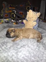 Gabby, a female Shih Tzu for sale in Mountain Home, AR – Photo 3 of 3