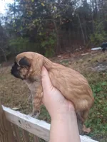 Gabby, a female Shih Tzu for sale in Mountain Home, AR – Photo 2 of 3