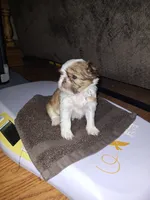 Maggie Imperial, a female Shih Tzu for sale in Mountain Home, AR – Photo 2 of 5