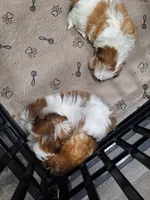 Maggie Imperial, a female Shih Tzu for sale in Mountain Home, AR – Photo 3 of 5