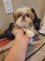 Maggie Imperial, a female Shih Tzu for sale in Mountain Home, AR – Photo 1 of 5