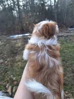 Maggie Imperial, a female Shih Tzu for sale in Mountain Home, AR – Photo 5 of 5