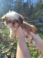 Maggie Imperial, a female Shih Tzu for sale in Mountain Home, AR – Photo 4 of 5