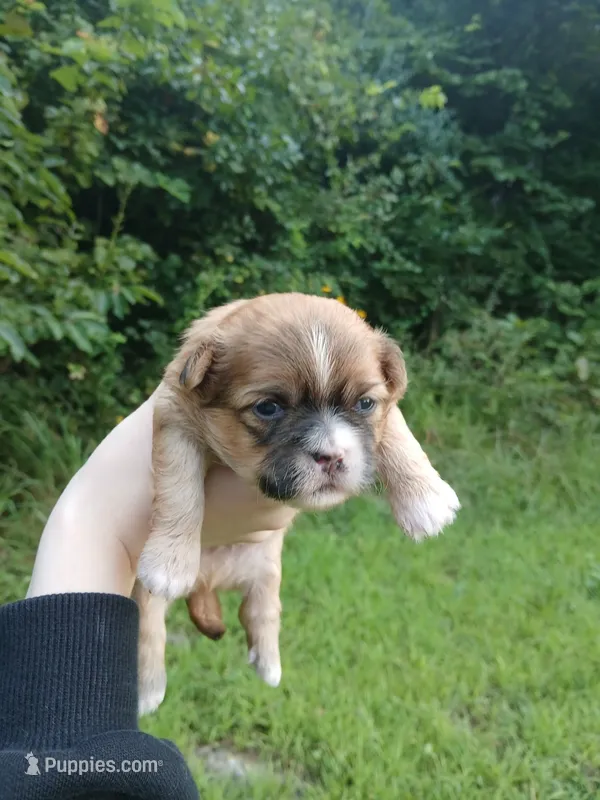 Jackson – Shih Tzu puppy for sale in Cabot, AR