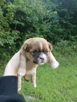 Jackson, a male Shih Tzu for sale in Cabot, AR – 1 of 2