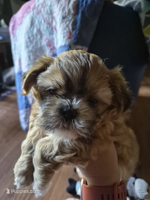 Jackson – Shih Tzu puppy for sale in Mountain Home, AR