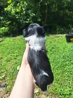 Panda, a female Shih Tzu for sale in Mountain Home, AR – Photo 2 of 4