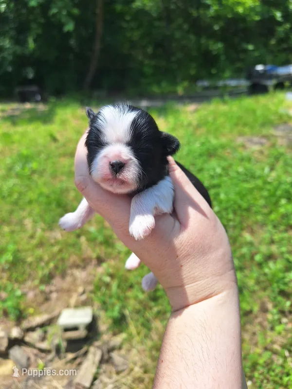 Panda, a female Shih Tzu for sale in Mountain Home, AR – Photo 1 of 4
