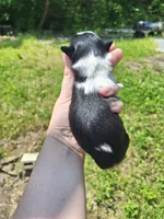 Panda, a female Shih Tzu for sale in Mountain Home, AR – Photo 3 of 4