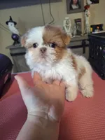 Lucas (imperial), a male Shih Tzu for sale in Mountain Home, AR – Photo 4 of 5