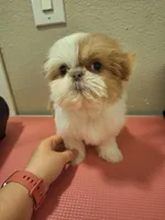 Lucas (imperial), a male Shih Tzu for sale in Mountain Home, AR – Photo 1 of 5