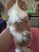 Lucas (imperial), a male Shih Tzu for sale in Mountain Home, AR – Photo 5 of 5