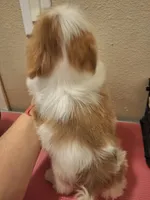 Lucas (imperial), a male Shih Tzu for sale in Mountain Home, AR – Photo 3 of 5