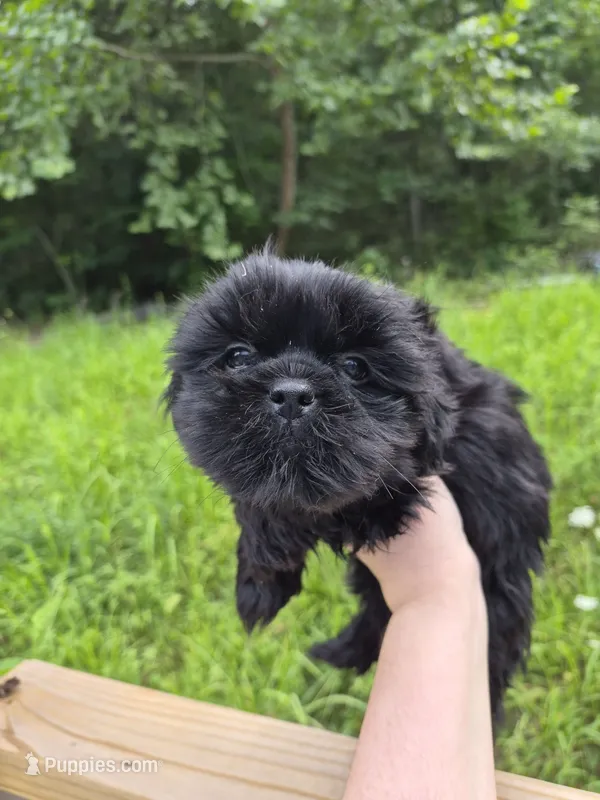 Onyx – Shih Tzu puppy for sale in Mountain Home, AR