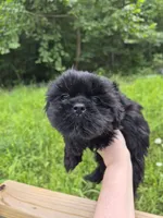 Onyx, a male Shih Tzu for sale in Cabot, AR – 1 of 2